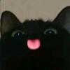 暖猫