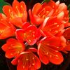 芳