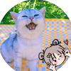 布德猫灵
