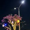 柠萌