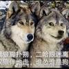 月亮带走了皎月
