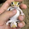 果果丫Reptile工作室