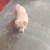 中华田园犬土狗