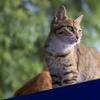 木鱼老登