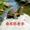 龟见愁老李