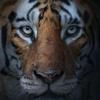 TIGER🐯tian