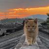 夕阳