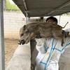 二代跑山野猪养殖