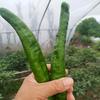 小牛家西瓜