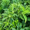 刘绍义中药材种植合作社