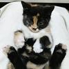 忘忧是一只猫