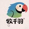 牧千羽鹦鹉繁殖孵化～阿明哥