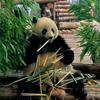 萌兽收集员🐵🐼