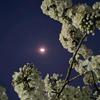 星子落怀