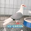 山东~乐鸽观赏鸽🕊️(甩拉吐特效💊)