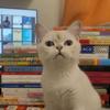 闲猫