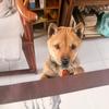 中华田园犬大虎福