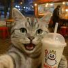猫猫🐱
