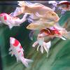 人生无悔