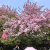 棉花糖
