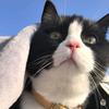 黑猫警长-林局（茴关）