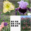 花仙谷花卉
