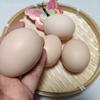 莉丫  （沉淀 充电中）