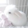 🐇