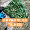 秦皇岛赶海小泽