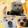 是蓝猫乐乐和柴犬团团呀
