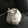 一碗云吞粥