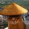侠客猫meme