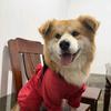 多多是只不聪明的🐶