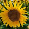 🌻🌻🌻
