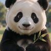 罗罗熊猫剧场