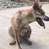 中华田园犬