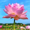 芒果酸甜-9