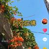 安然观己