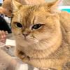 猫德学院院长