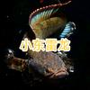 小东雷龙