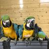 鹦鹉养殖🦜代养，代训