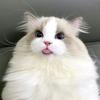 流浪人养猫