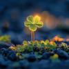羽羽