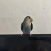 羁之伴