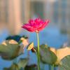 栀子花$