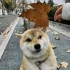 阿展学长