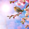 ღ一᭄缕💞阳   ꧔ꦿ光☀️