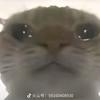 鼠鼠