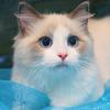 折耳猫