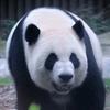 渝宝加悦悦在无锡